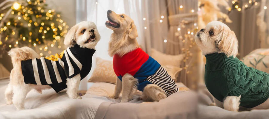 Dog Clothes and Accessories: What’s Worth Buying?